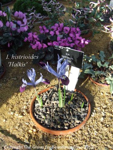 DSCF6552- I. histrioides 'Halkis'